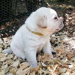 Mr. 7 - Yellow male Labrador Retriever puppy in Norwell, Massachusetts from Gabriel Ben-Yosef's Labs