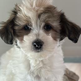 White and sable boy - White male Chinese Crested puppy in Rockvale, Tennessee from Cosmic Chinese Cresteds & Wind-Echo Poodles