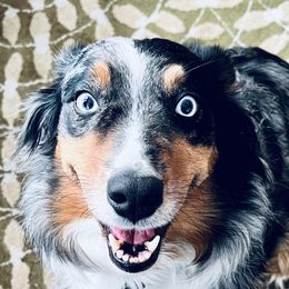 Summer - Australian Shepherd