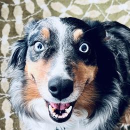 Summer - Australian Shepherd