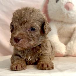 Ralee - Red merle female Aussiedoodle puppy in Denton, Maryland from Royal Conron Doodles