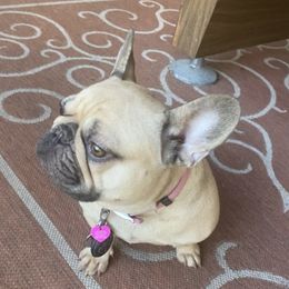 French Bulldogs from Rhonda Larkins' French Bulldogs