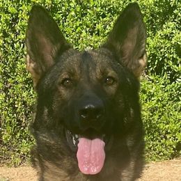 Ziva - German Shepherd