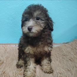 Dawn - Brown female Poodle puppy in Neosho, Missouri from Star Light Pups