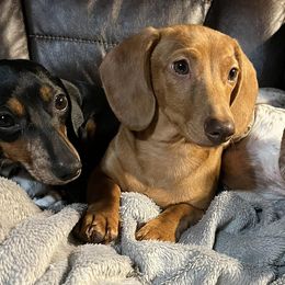 Dachshunds from Cap Ranch Miniature Dachshunds