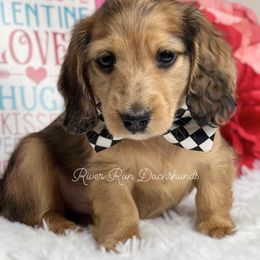 Dachshund Puppies from RRD