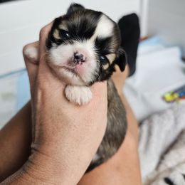Graham - Gold Shih Tzu puppy in Port Charlotte, Florida from Chimera Shih Tzu SW Florida