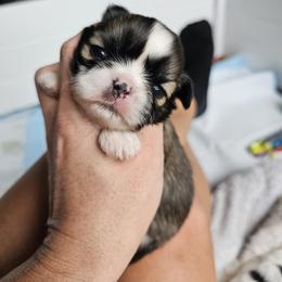 Graham - Gold Shih Tzu puppy in Port Charlotte, Florida from Chimera Shih Tzu SW Florida