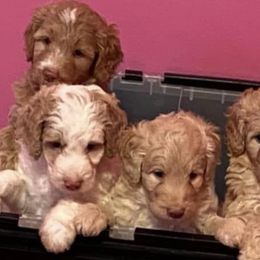 Goldendoodles from Champ Brand Kennels