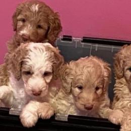 Goldendoodles from Champ Brand Kennels