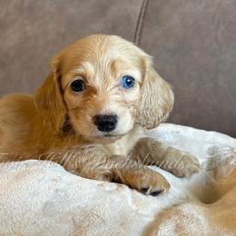 Sage's Girl - cream - Cream female Dachshund puppy in Jonesboro, Illinois from Twin Hills Dachshunds