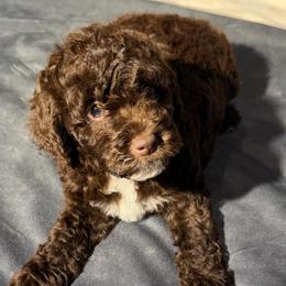 Giani - Brown and white male Cockapoo puppy in Queens, New York from The 2 Musketeers_Cockapoos