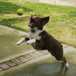 Miniature Australian Shepherds from Whispering Rose Australian Shepherds