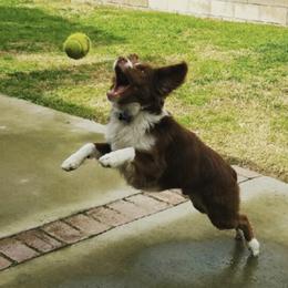 Miniature Australian Shepherds from Whispering Rose Australian Shepherds