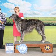 Gordito - Borzoi