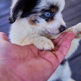 Toy Australian Shepherds from Bozzi's Little Aussies