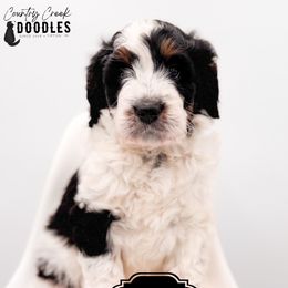 Billy - Tri-color male Bernedoodle puppy in Tipton, Indiana from Country Creek Doodles