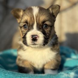 Kevin - White and red male Pembroke Welsh Corgi puppy in Axtell, Nebraska from Lost Creek Corgis