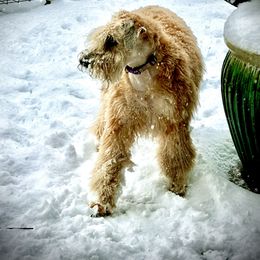 Toomee - Soft Coated Wheaten Terrier