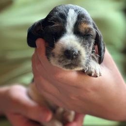 Female 1 - Black brown and white female Basset Hound puppy in Lindley, New York from Hill Top Basset Hounds & Cane Corso