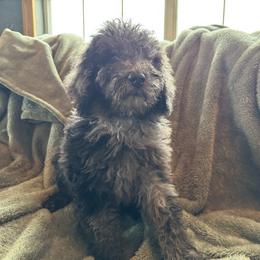 Matthew - Parti male Poodle puppy in Chipley, Florida from Nokoluma