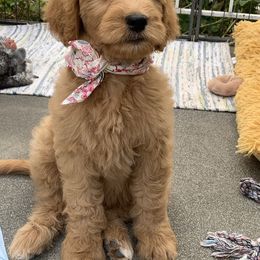 Goldendoodle Puppies from Columbia River Doodles
