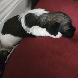 Vuitton - Black and white male Havanese puppy in East Orlando, Florida from Havanese Puppies of Central FL