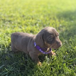 Pepper - Dapple female Dachshund puppy in Anaheim, California from SoCal Mini Dachshunds