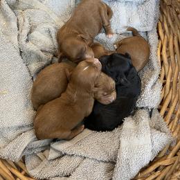 Red Boy - Red male Cavapoo puppy in Sugarcreek, Ohio from True Hearted Doodles