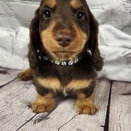 Peter (black collar) - Chocolate and tan male Dachshund puppy in Anaconda, Montana from Williams Family Dachshunds