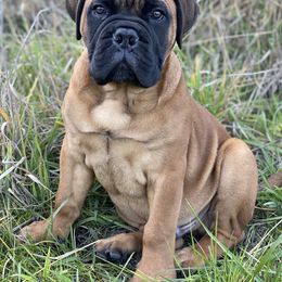 Bullmastiff and French Bulldog Puppies from Big Bully Nation