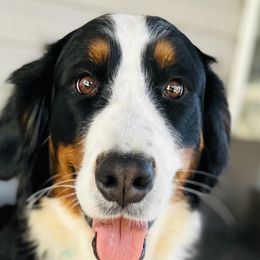 India - Bernese Mountain Dog