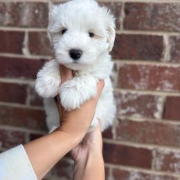 Carl Dean - White male Miniature Schnauzer puppy in Spanish Fort, Alabama from Bearded Besties of Alabama