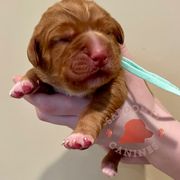 ABBA - Red female Nova Scotia Duck Tolling Retriever puppy in Albany, New York from Sardonyx Canines