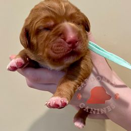 ABBA - Red female Nova Scotia Duck Tolling Retriever puppy in Albany, New York from Sardonyx Canines