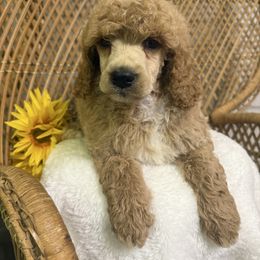Female 2 - Apricot female Poodle puppy in Mississippi from Ewing Acres