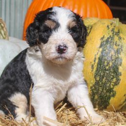 Aussiedoodles, Bernedoodles, and Poodles from Miller's Doodles