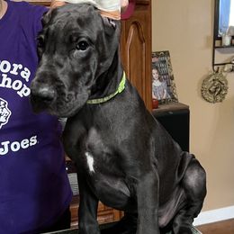 Great Dane Puppies from Hladik Great Danes
