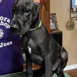 Great Dane Puppies from Hladik Great Danes