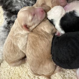 Goldendoodle Puppies from Bayshore Doodles