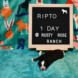 Miniature American Shepherd and Miniature Australian Shepherd Puppies from Rusty Rose Mini Aussies and Mini American Shepherds