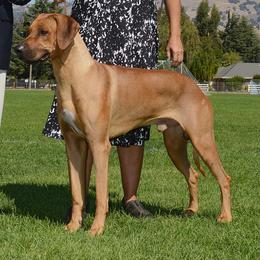 Rhodesian Ridgeback All Grown Up from Allegro Rhodesian Ridgebacks