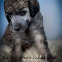 Poodle Puppies from Grace Poodles
