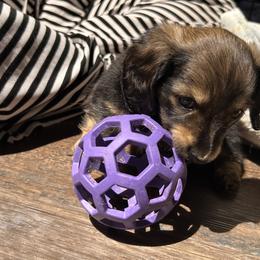 Dachshunds from Blue Star Dachshunds