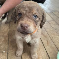 Chesapeake Bay Retriever Puppies from Bellus Chesapeakes