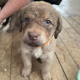 Chesapeake Bay Retriever Puppies from Bellus Chesapeakes