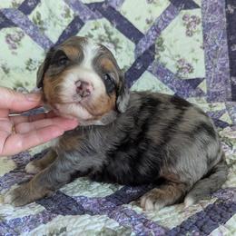 Bernedoodle puppies from Quartz Mountain Doodles