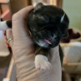 Girl brindle tips of white - Brindle female Shih Tzu puppy in Missouri from Farm Animal Mommy Shih tzu's