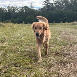 Goldendoodles, Golden Retrievers, and Poodles from Nokoluma
