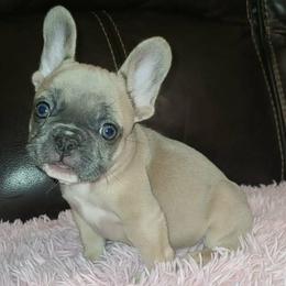 Rosabella - Liver female French Bulldog puppy in Graham, Washington from Kristy's French Bulldogs & Mini Schnauzers